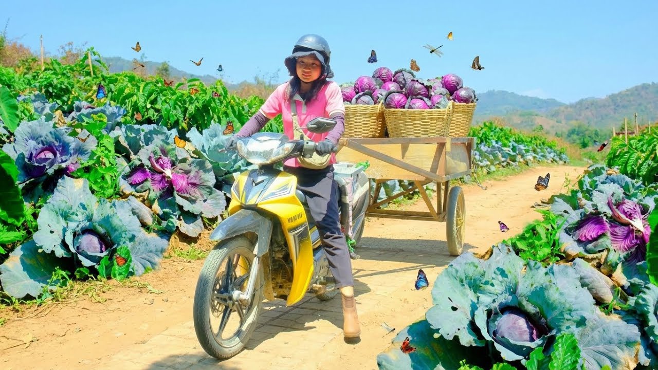 Harvest A Truckload Of Purple Cabbage To Sell At The Market– Cook Purple Cabbage With Quail Eggs