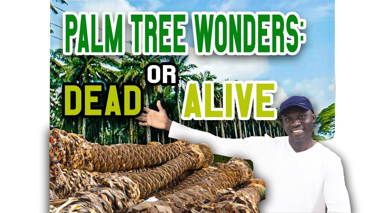 😲SUPER SHOCKING Palm Tree Fact: You Didn't Know