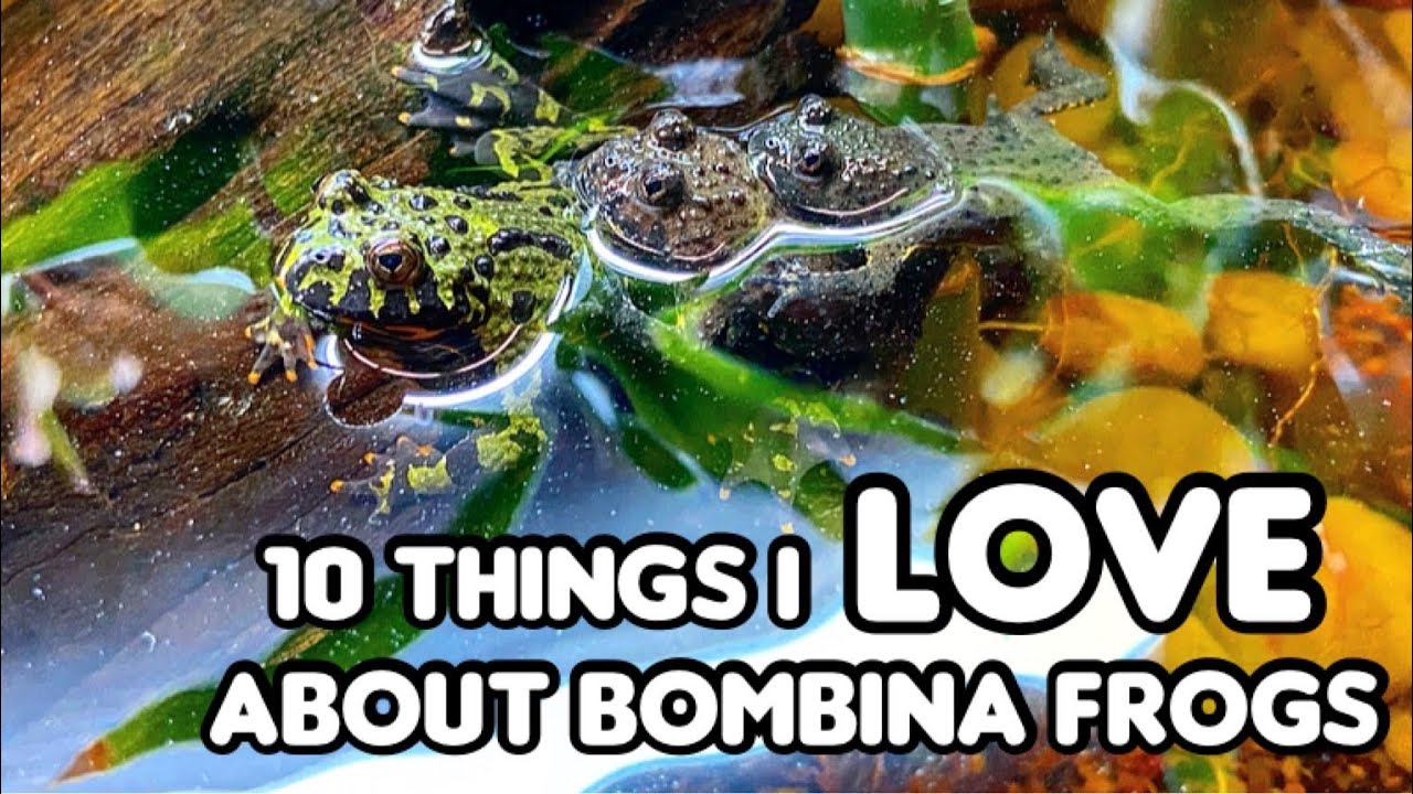 10 Things I Love About Fire Bellied Toads & Yellow Bellied Toads