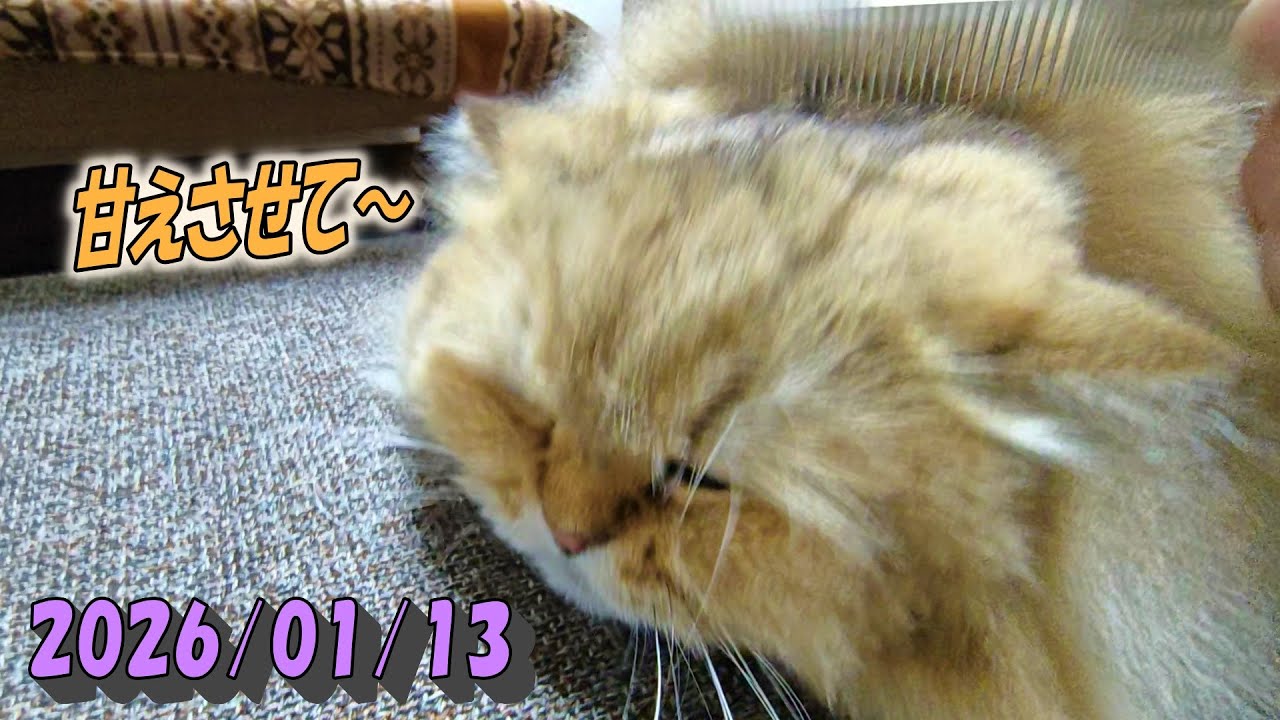 甘えん坊モードでクネクネ・摺り摺りしまくってるひとみ　Persian cat Hitomi's relaxing days　2026/01/13
