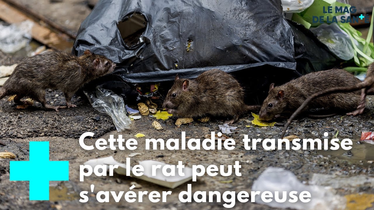 La leptospirose : une maladie d'eau douce - Le Magazine de la Sant&eacute;