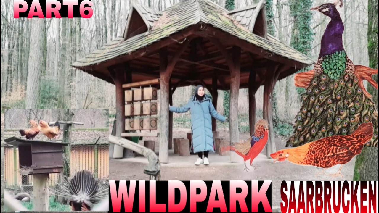 BERBAGAI MACAM BURUNG DAN AYAM DI WILDPARK SAARBRÜCKEN #PART6