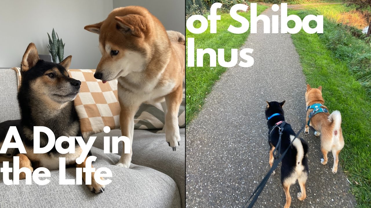 A Day in the Life with two Shiba Inus