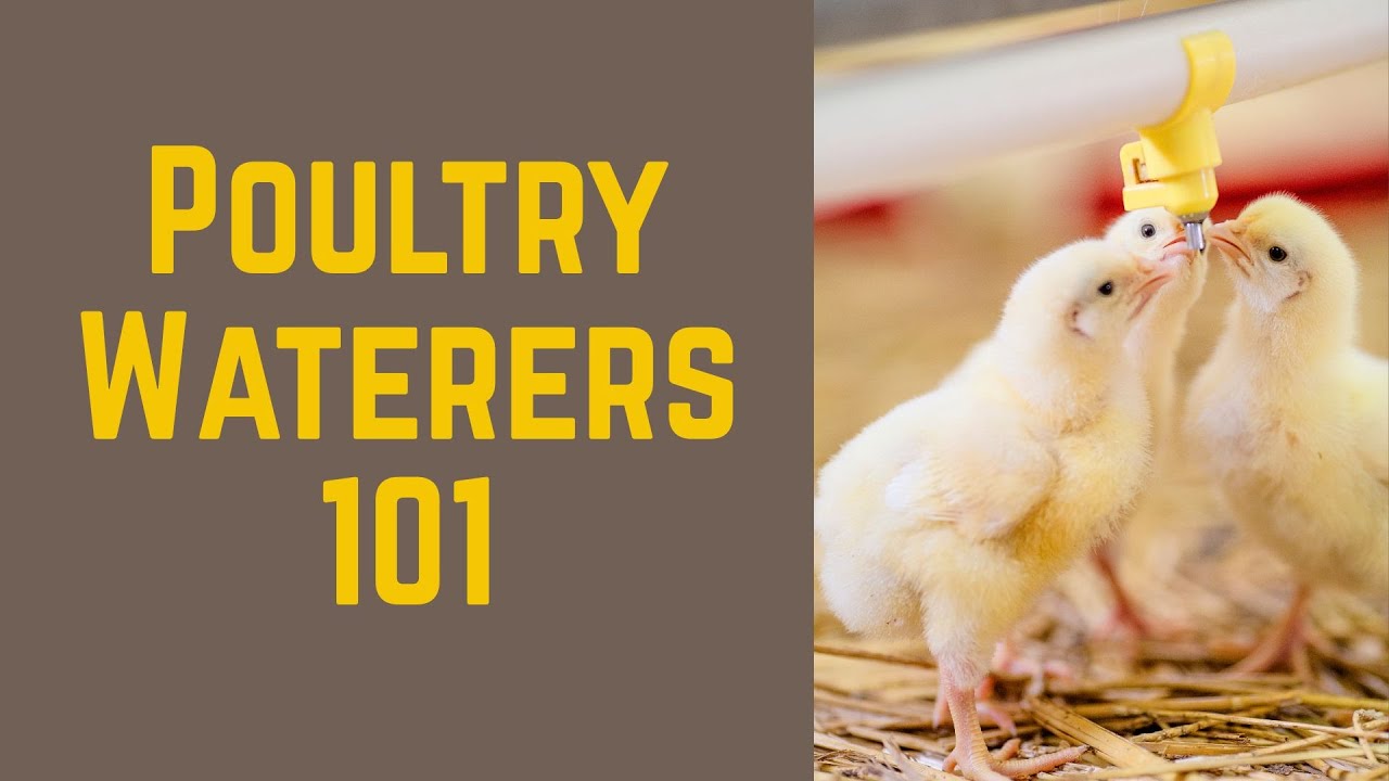 🥤 Sip Happens: Poultry Watering Hacks You Gotta See! 🐔💧