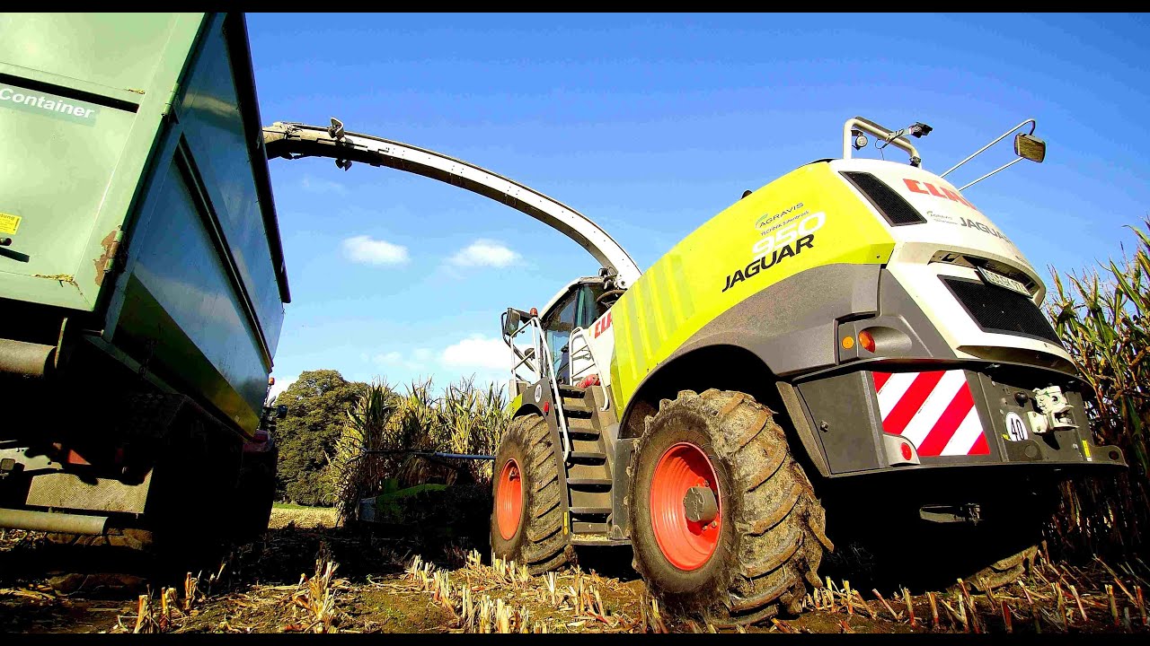 Mais h&auml;ckseln mit CLAAS Jaguar 950 und 8- Reiher ORBIS Vorsatz