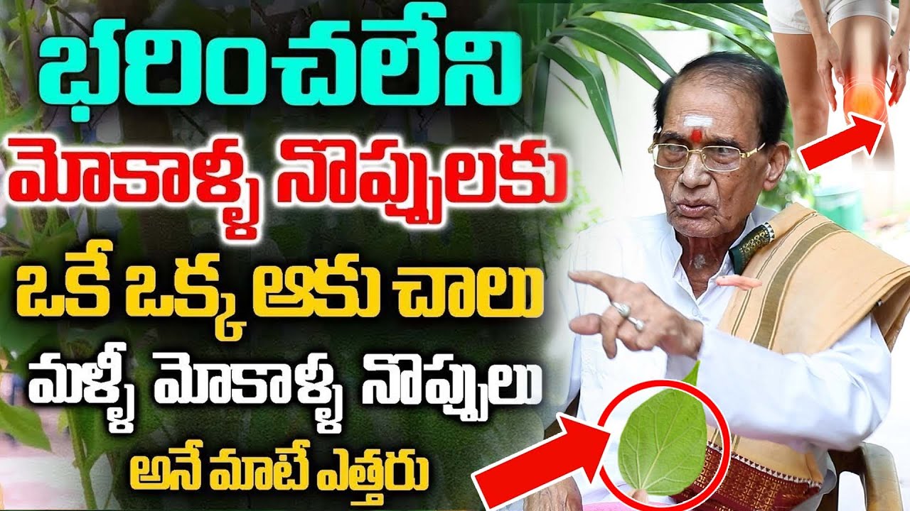 రోజు 2 ఆకులు తింటే మోకాళ్ళ నొప్పులు తగ్గి తొక్కుడు బిళ్ళ ఆడేస్తారు | Knee Pain | Dr BA Venkata Swamy