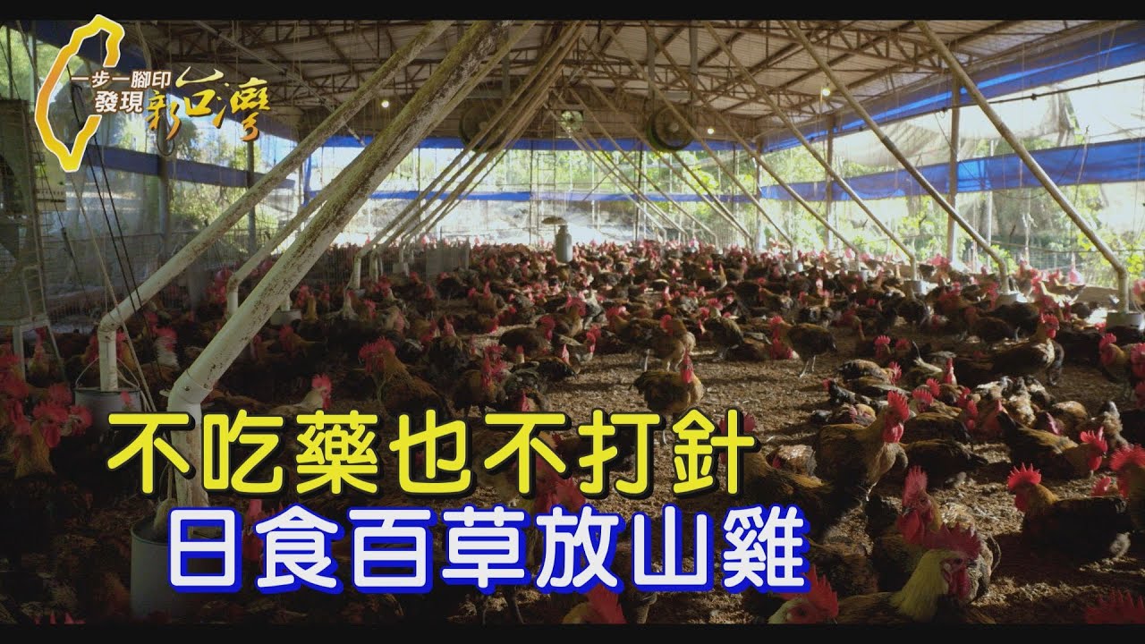 【高雄】拒絕化學物 他種草藥餵養放山雞 燒傷病患的浴火重生∣一步一腳印【草藥養雞生態實踐者】20250105