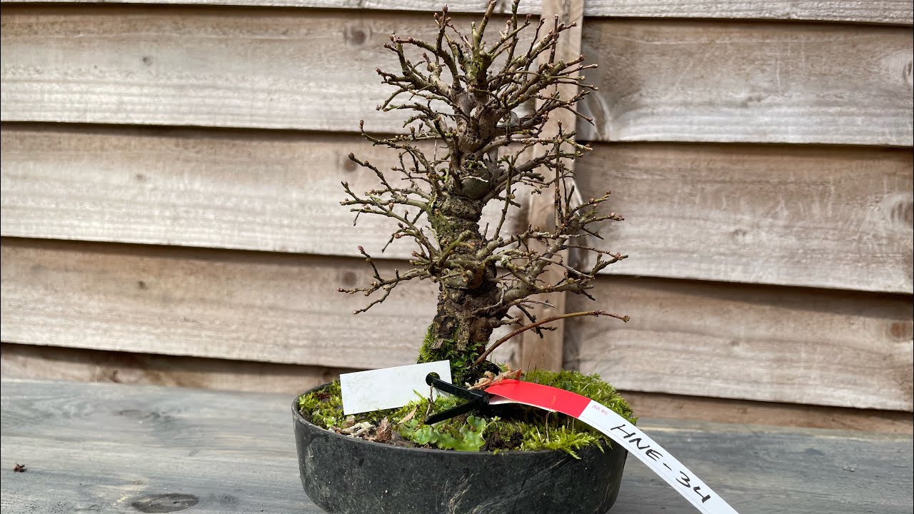 Cork bark elm from Herons update👀