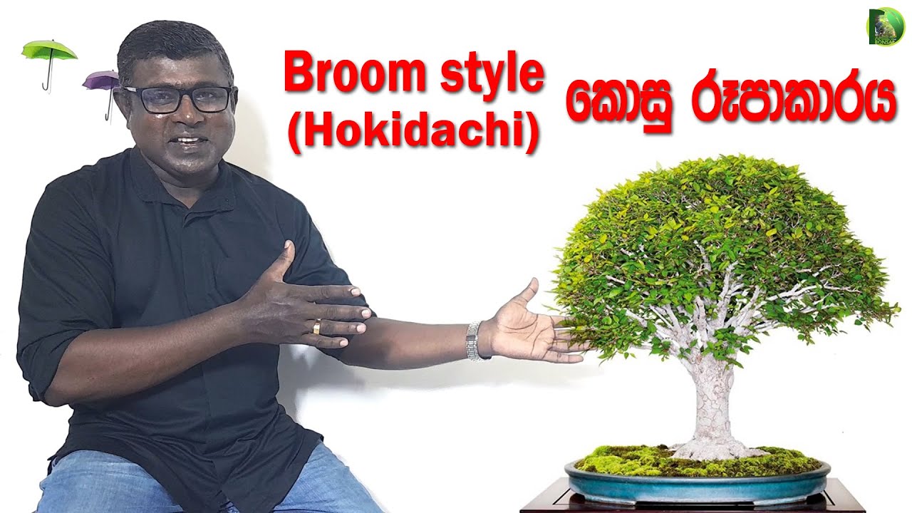 Broom Style Bonsai - කොසු රූපාකාරය