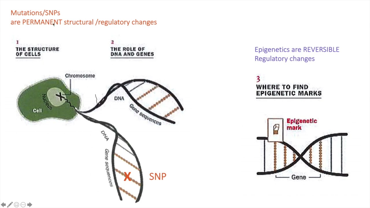 The Methylation Cycle & Your SNPs with Dr  Amy