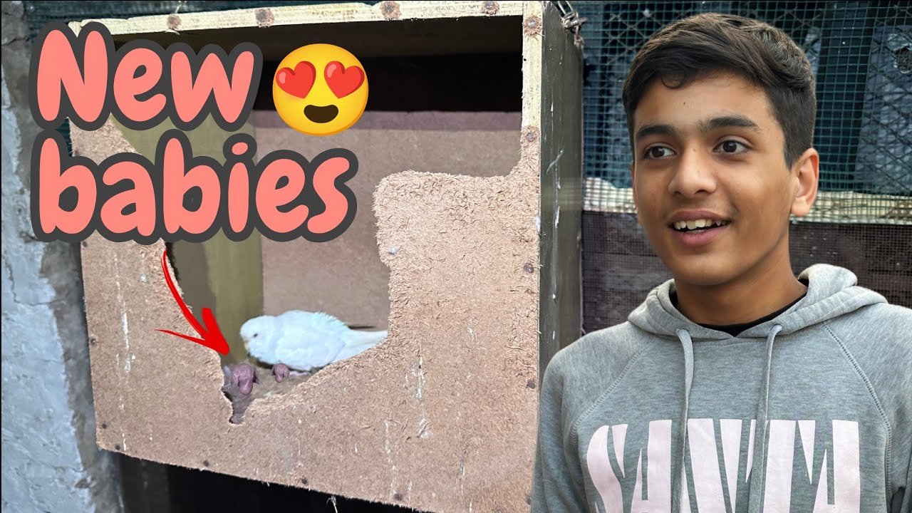 Finally australian parrots ne babies de diye 😍🦜 | boht wait kiya 