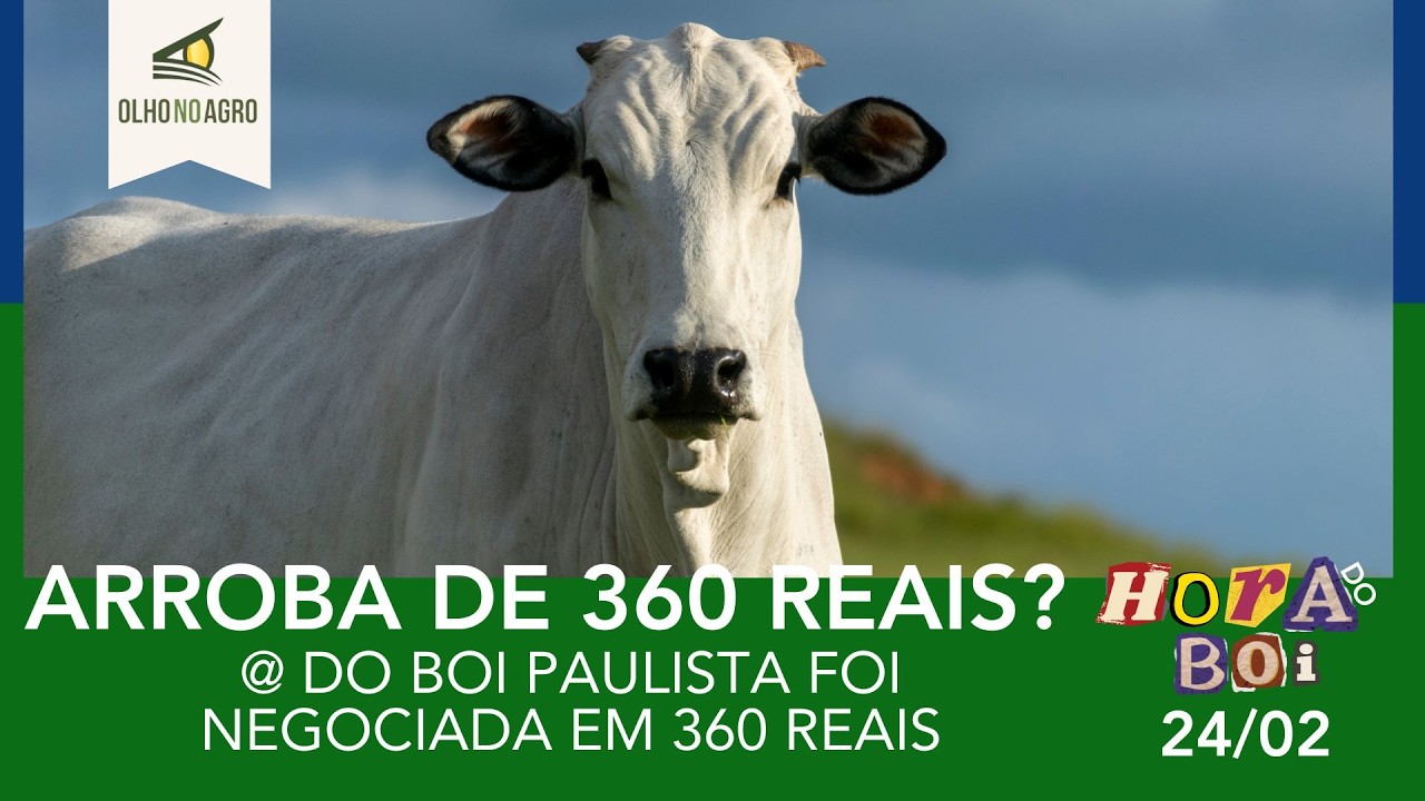HORA DO BOI 24/02 - @ DO BOI PAULISTA FOI NEGOCIADA EM 360 REAIS
