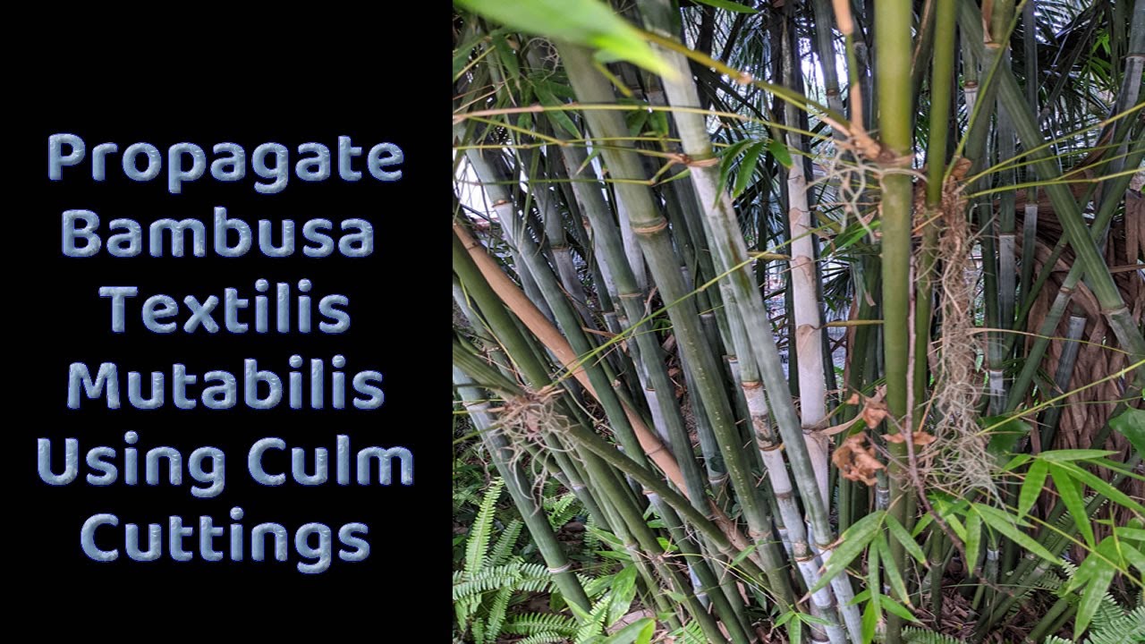 Propagate Bambusa Textilis Mutabilis from culm cuttings