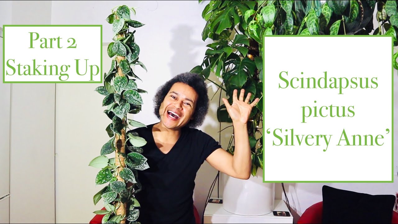 Part 2 - How to Stake up a Scindapsus Pictus 'Silvery Anne' (Satin Pothos) Even Taller