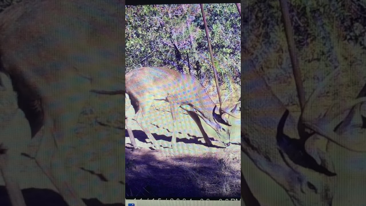 Look at This GIANT Buck!#buck#hunting#Jesus#muscle#mass