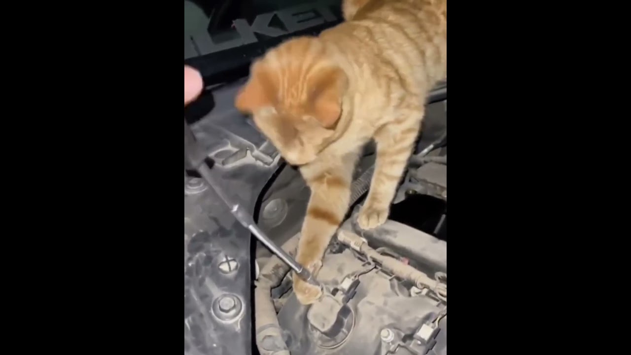 Cats help owners #foryou #cat #funnyanimal