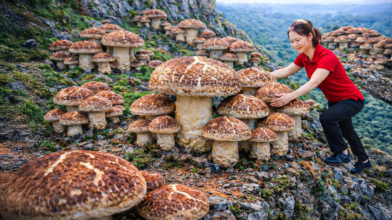 Harvesting Giant Wild Mushroom, Cooking Delicious Dishes from Mushroom | Sold Out in 1 Hour