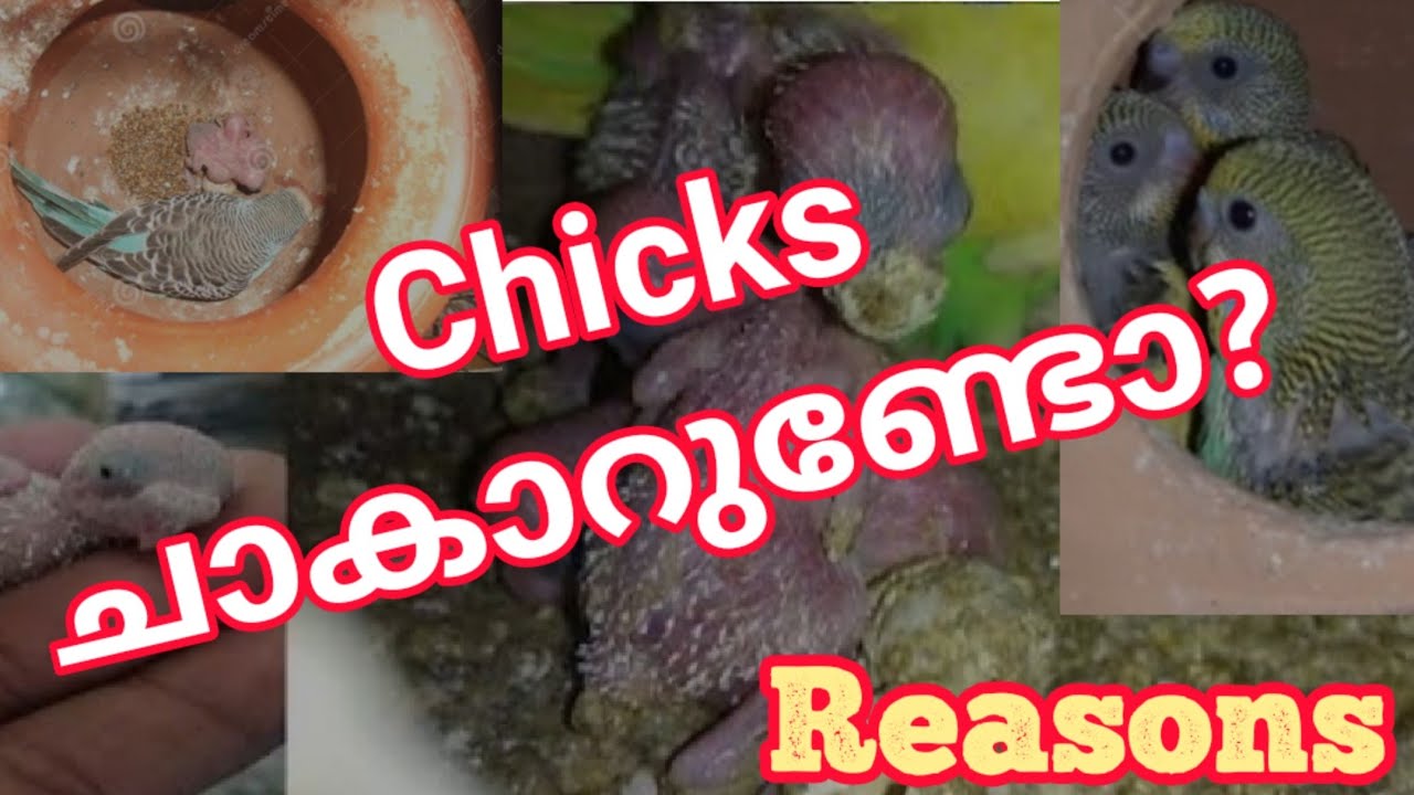 Lovebirds/Budgies_ന്റ കുഞ്ഞുങ്ങൾ ചാകുന്നുണ്ടോ?🥺🥺Reasons for  chicks death, Malayalam❤