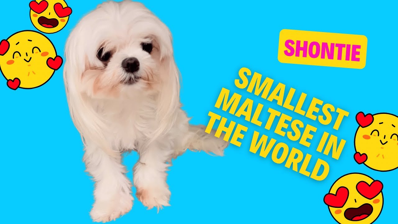 Grooming the SMALLEST Maltese in the World