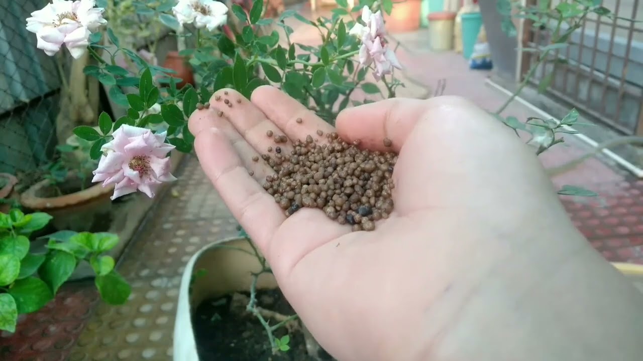 Top 3 Fertilizer for Rose | BEST rose plant growing tips in Hindi | How to grow roses at home