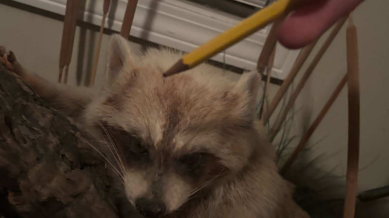 ASMR lobotomy on raccoon @deluxeklexasmr @samuelalvarezz 