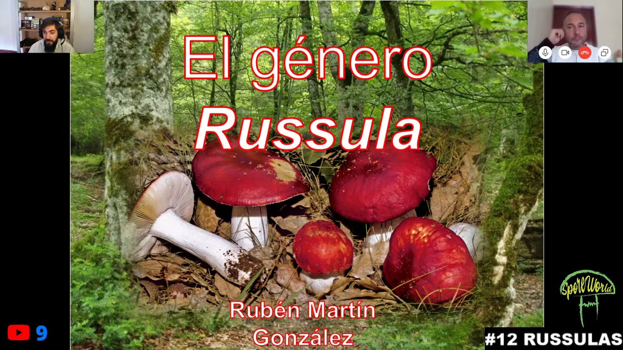 #12.🔺El género RUSSULA 🍄🌲