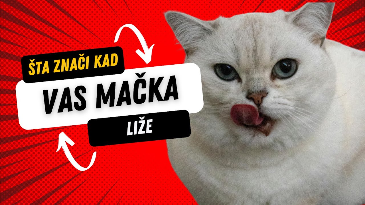 Šta znači kad vas mačka liže? (5 skrivenih razloga) 🐱