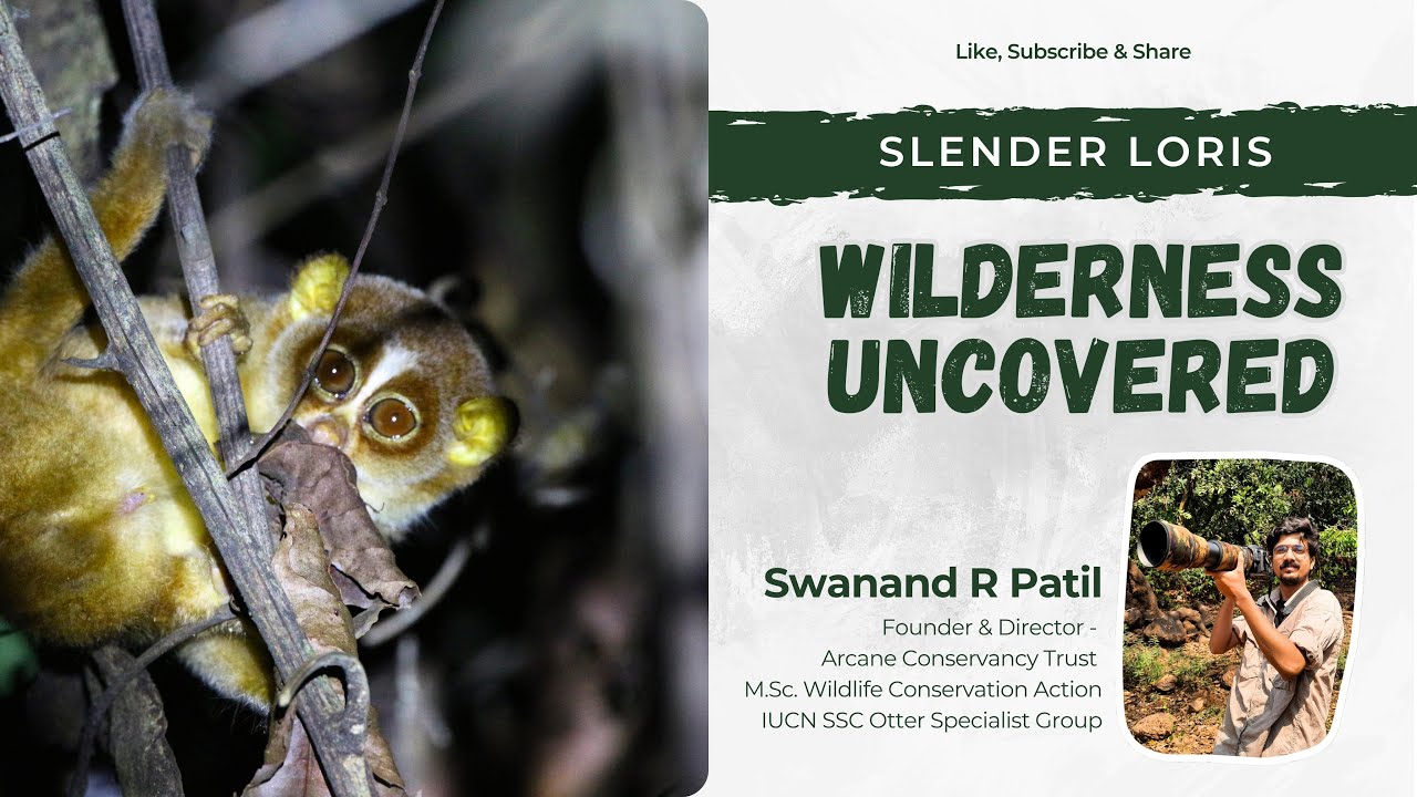 🌿 Wilderness Uncovered | Slender Loris 🐒 | Arcane Conservancy