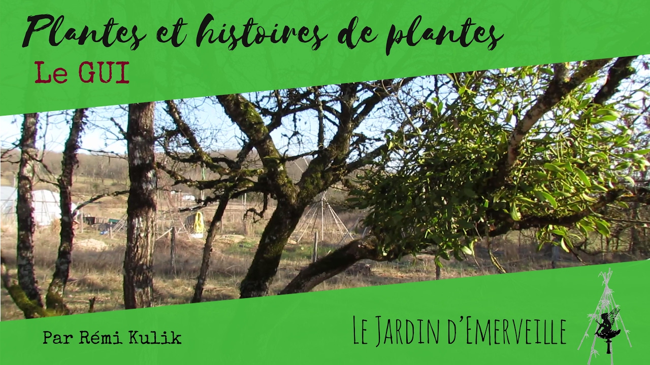 Plantes et histoires de plantes : Le Gui