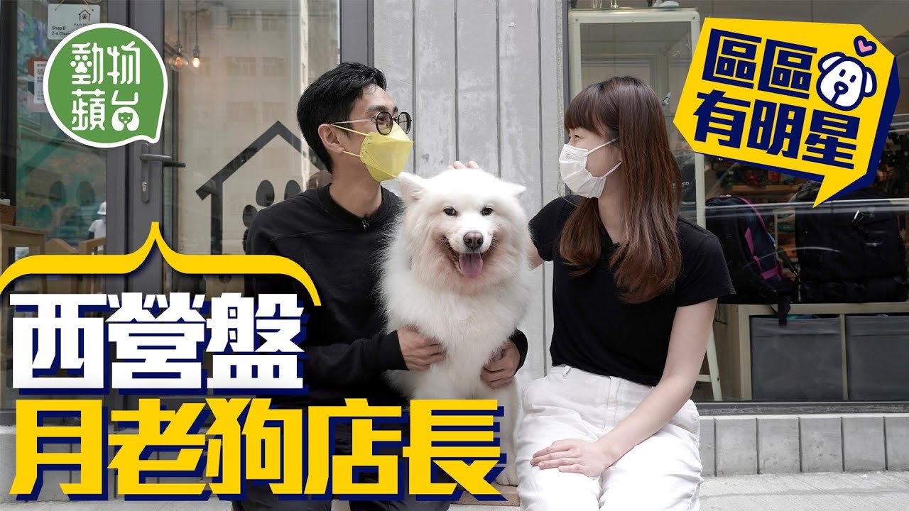 西營盤狗店長西摩犬 幫寡佬寵物店主將客人變愛人 性格親人跟小偷也撒嬌：「上庭要做證人」#動物蘋台 #區區有明星─果籽 香港 Apple Daily─原刊日期：20210320