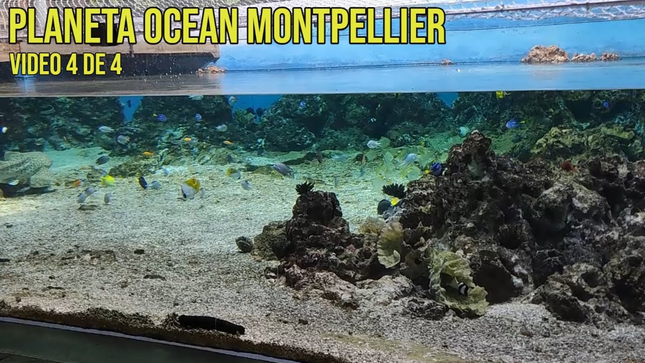 Planeta Ocean Montpellier 2023 - Part 4 de 4