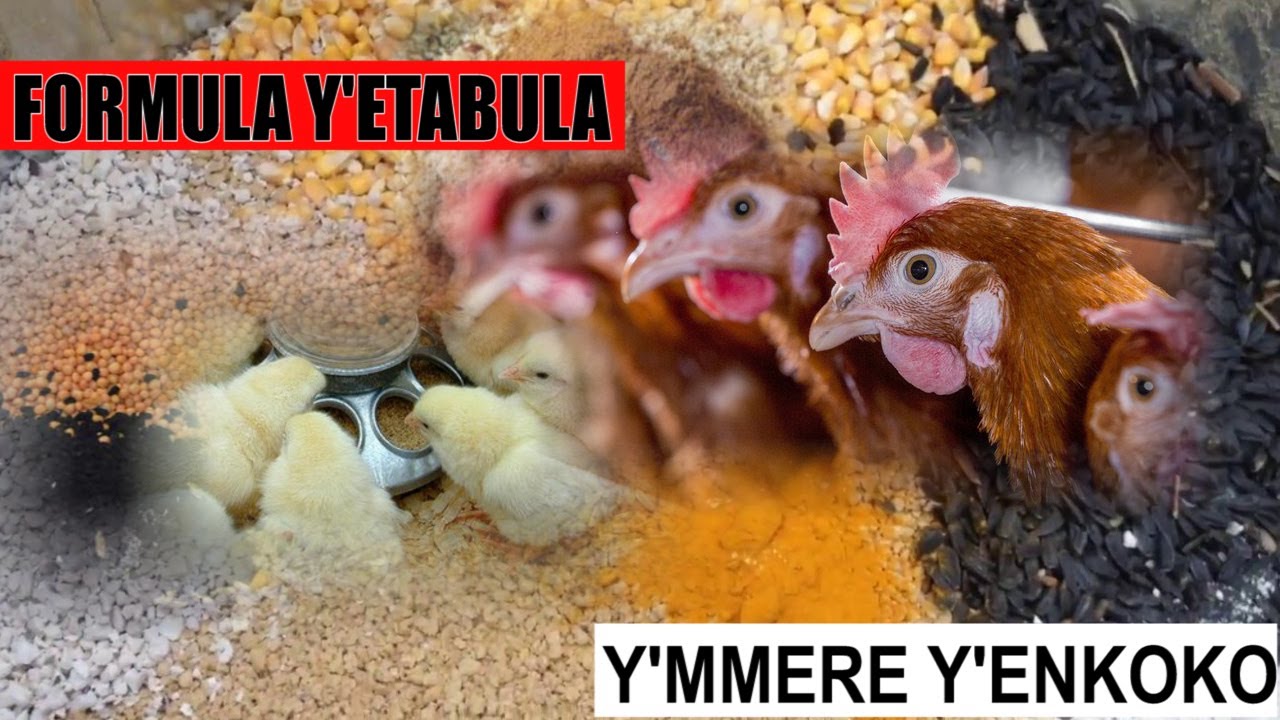 Yiga Engeri Gy'ebatabulamu Emmere Y'enkoko Okuva Ku Chicks Layers, Broilers Kroilers,Sasso Nendada