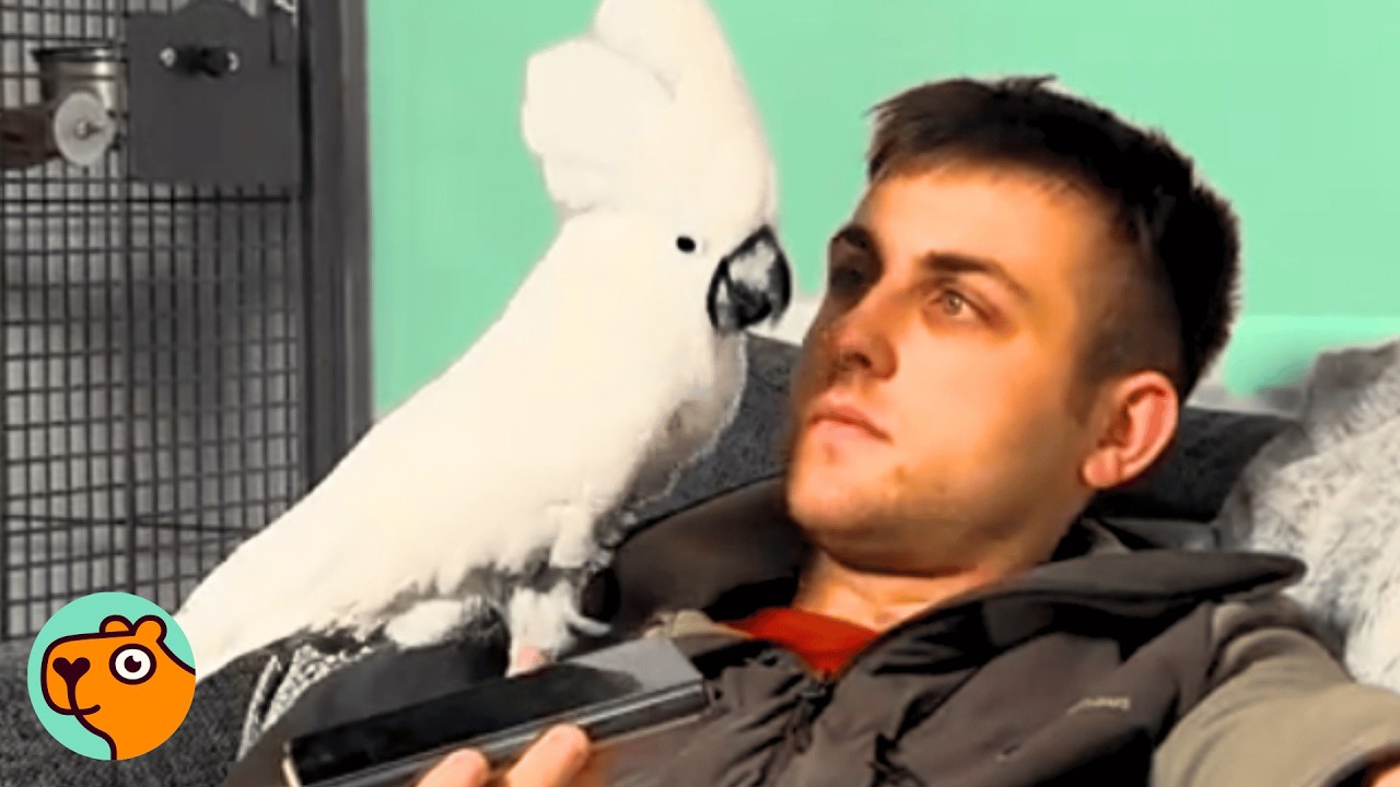 Cheeky Cockatoo Is Obsessed With Dad & Lady Gaga | Cuddle Buddies