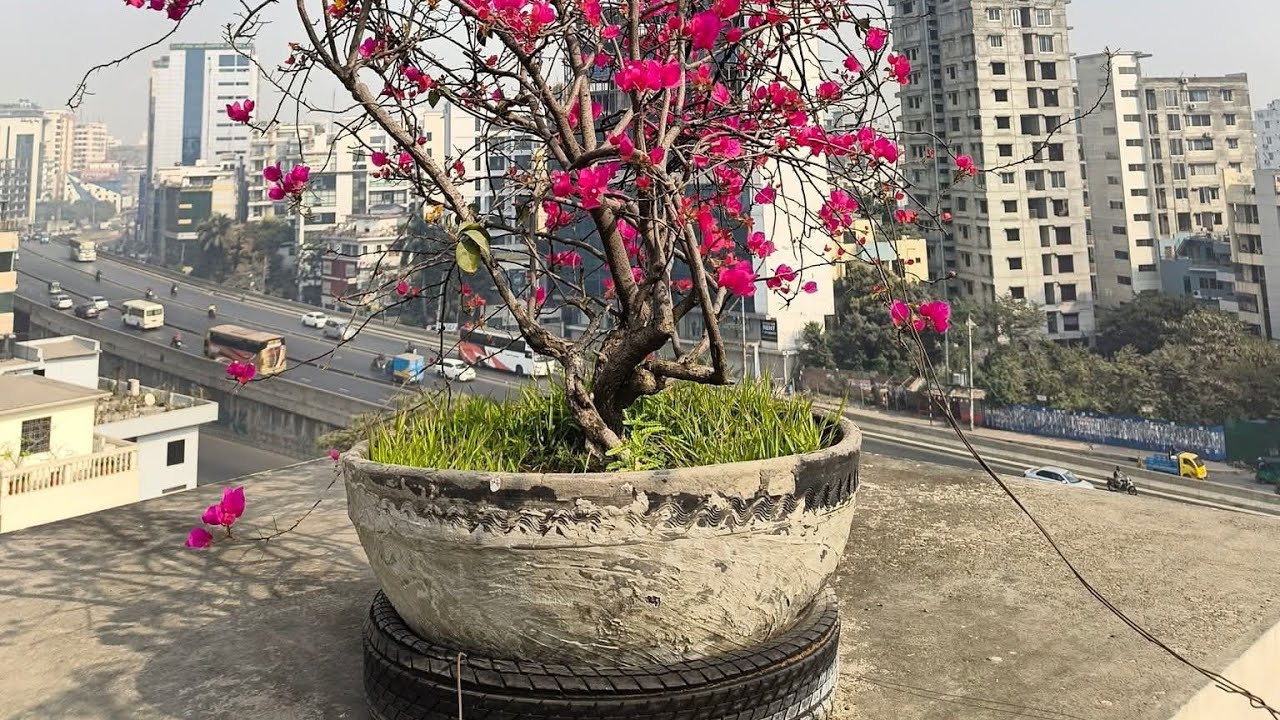 যখন আপনার অবস্থানে অন্য কাউকে বসাতে হয়,তখন সে আপনাকে সরাতে কৌশল বা অজুহাত খুঁজতে থাকে।