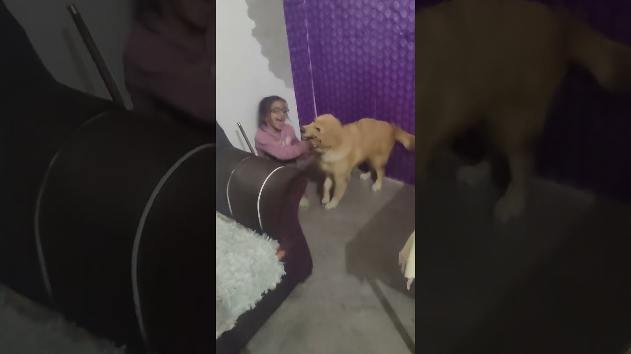 Dekho Ruby bhanu ke sath khel rahi hai long time video #goldenretreivers #rubyring #cuteanimal 😍🫶