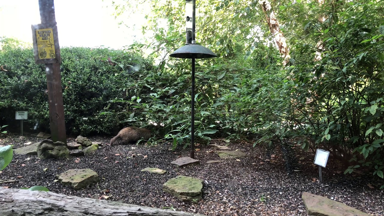 Birds, Squirrel, Bunny, and a Groundhog set to silence