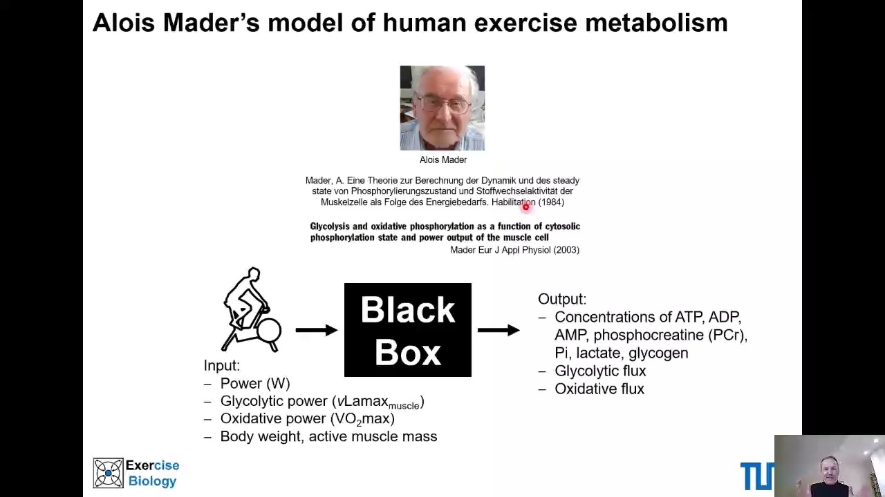 Alois Mader's model of human energy metabolism