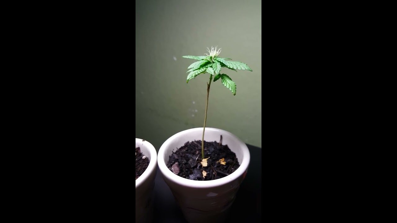 My weed plants are flowering too early HELP!
