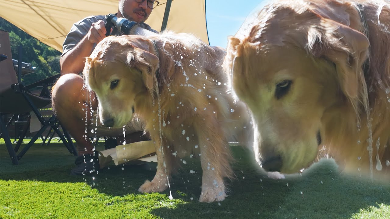 【お風呂嫌い】パパの豪快なシャワーに不満を持つ愛犬は感情を顔に出してしまいます。