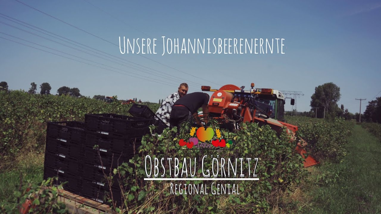 Ernte unserer schwarzen Johannisbeeren