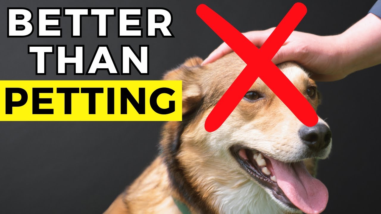 10 Things Your Dog Loves More Than Petting