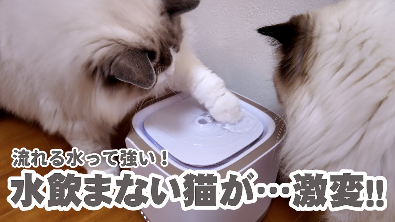 【感動レベル】水を飲まなかった猫がゴクゴク飲むように…！買って大正解の自動給水器🐱💧