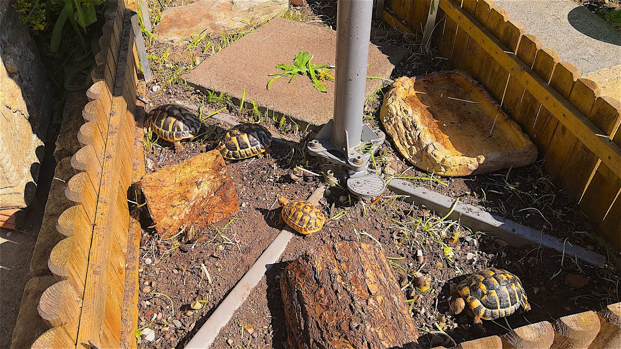 Outdoor Tortoise Enclosure UK | Hermanns Tortoises | My Setup