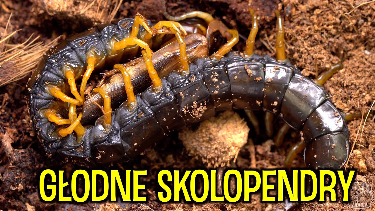 Skolopendry i blondyna🤯 Co słychać u #23
