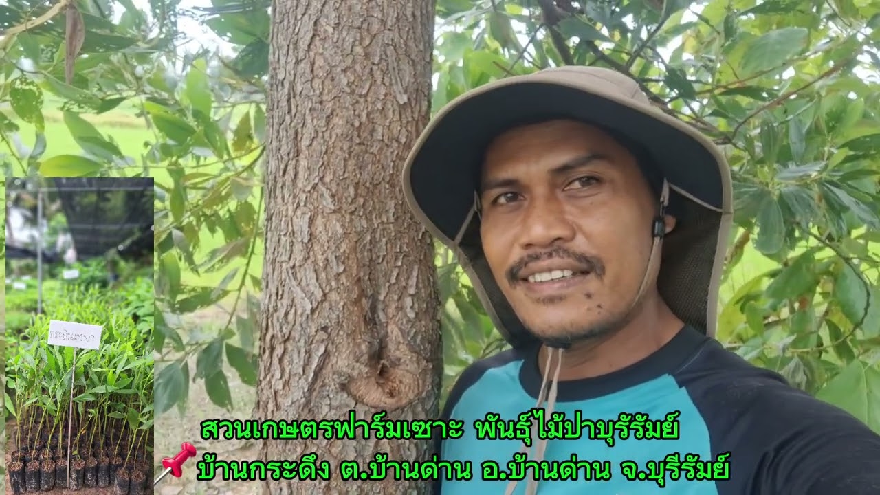 ป่าปลูก ไม้กระถินเทพา หรือ อาคาเซีย