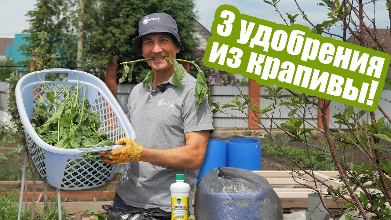 Приготовьте НАСТОЙ ИЗ КРАПИВЫ для ваших растений! 3 простых рецепта зеленого удобрения