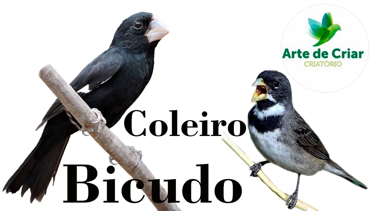 o MAIOR criadouro de COLEIRO e BICUDO do BRASIL - Chocmaster Visita Arte de Criar Pássaros.