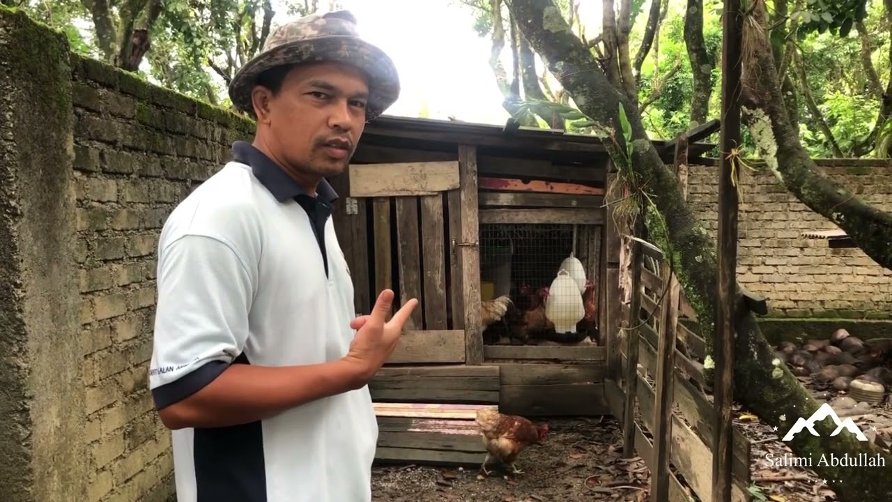 BERKONGSI PENGALAMAN PERTAMA KALI MENTERNAK AYAM PENELUR BAKA LOHMAN BROWN | FOOD SUSTAINABILITY.