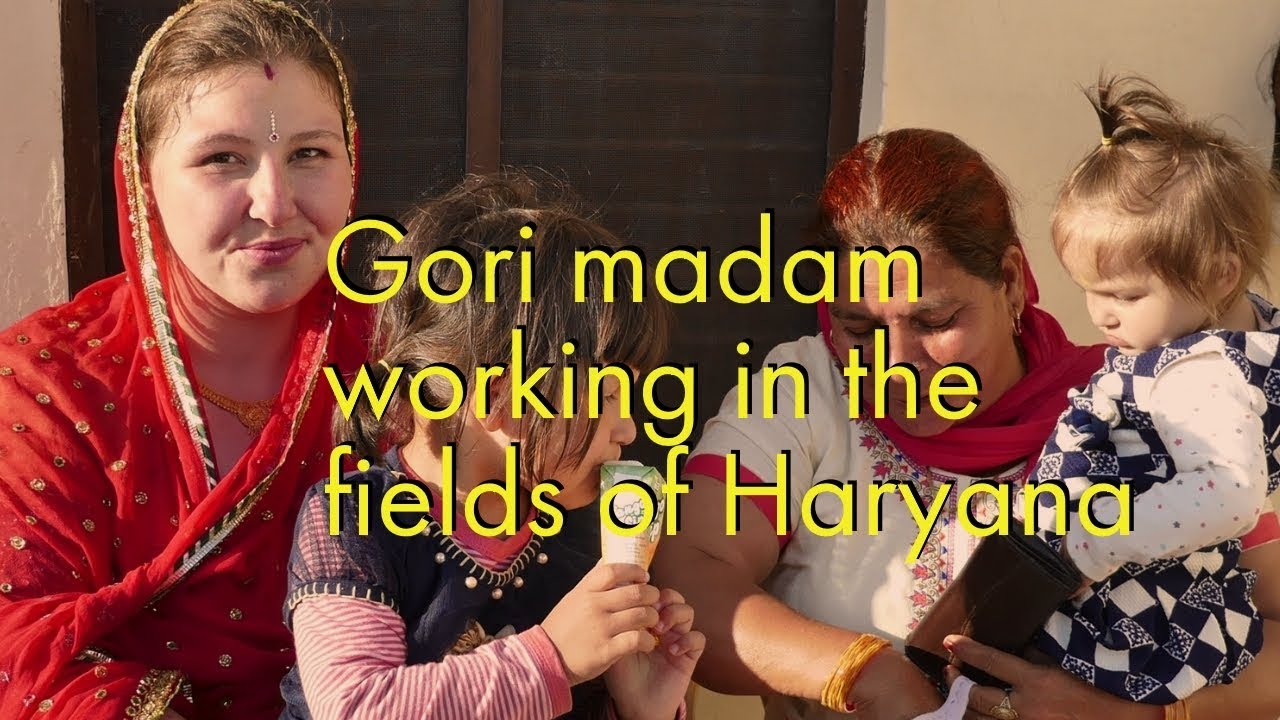 Gori mam cutting the grass for buffalo in Haryana India