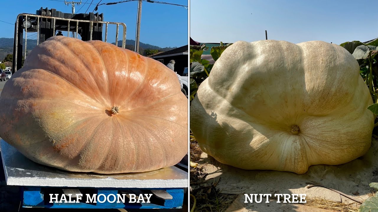 Growing Giant Pumpkins Start to Finish - 2021 Season